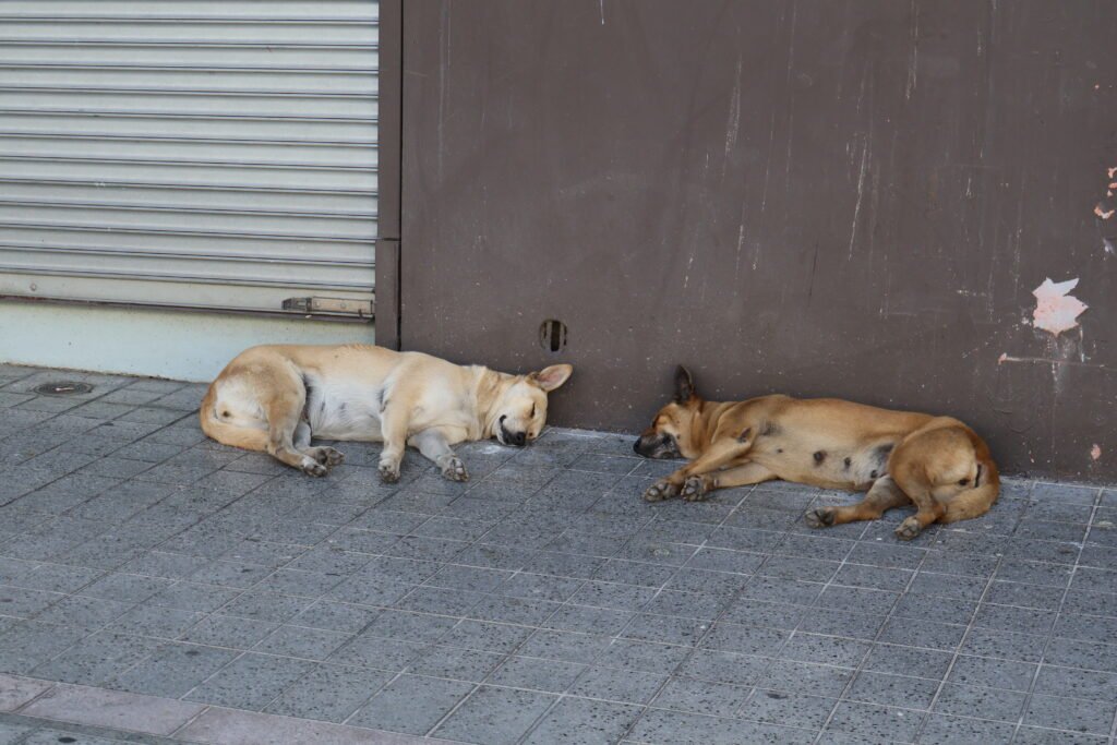 Dos caninas callejeras durmiendo en la Plaza del Mercado en Ponce